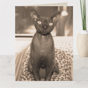 Sphynx Devon Rex Cat Large Sepia Photogram Kaart