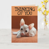 SPHYNX KAT DENKEN AAN JE WENSKAARTEN KAART (Gele Bloem)