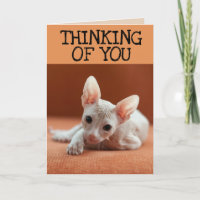 SPHYNX KAT DENKEN AAN JE WENSKAARTEN