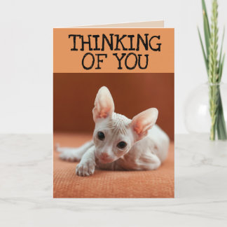 SPHYNX KAT DENKEN AAN JE WENSKAARTEN KAART