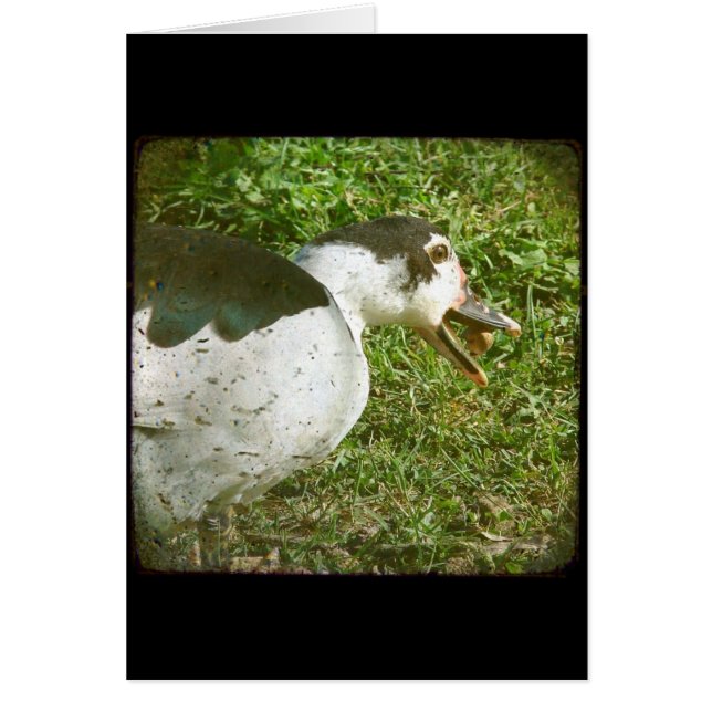 Spice eet een eikel (Voorkant)