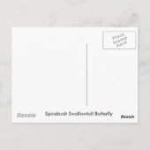 Spicebush Briefkaart (Achterkant)