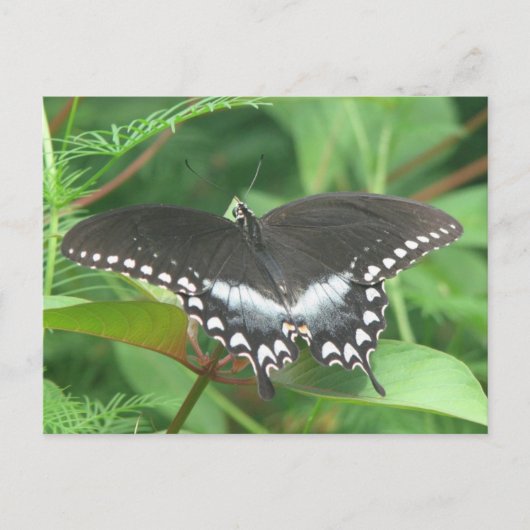 Spicebush Briefkaart (Voorkant)