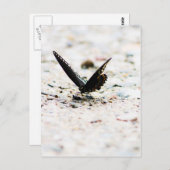 Spicebush butterfly briefkaart (Voorkant / Achterkant)