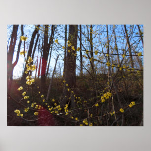 Spicebush Flowers in het voorjaar Poster