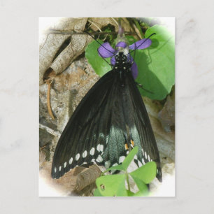 Spicebush Male Butterfly op Violet Briefkaart