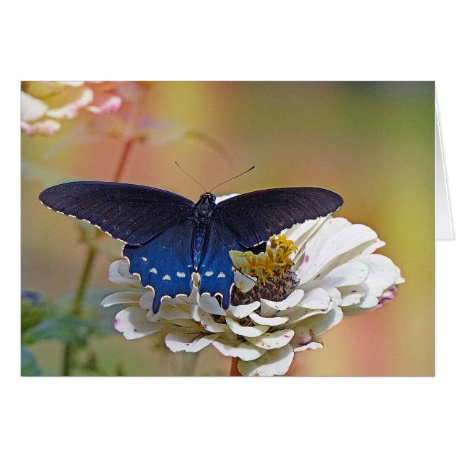 Spicebush Swallowtail (Voorkant Horizontaal)