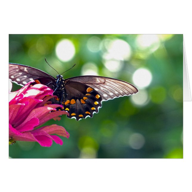 Spicebush Swallowtail (Voorkant Horizontaal)