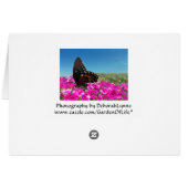 Spicebush Swallowtail Butterfly (Achterkant Horizontaal)