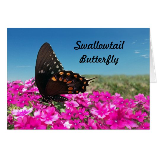 Spicebush Swallowtail Butterfly (Voorkant Horizontaal)
