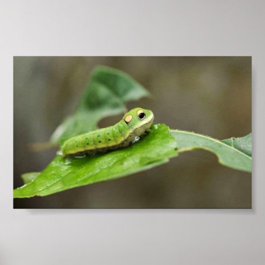 Spicebush Swallowtail butterfly larve Poster (Voorkant)