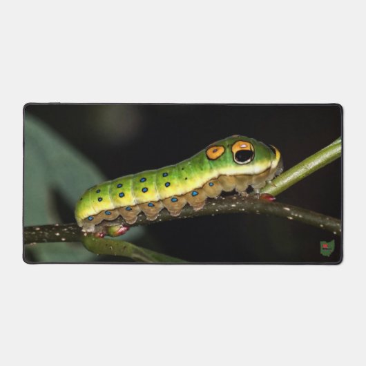 Spicebush Swallowtail Caterpillar (Recto)