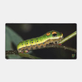 Spicebush Swallowtail Caterpillar Bureaumat (Voorkant)