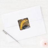 Spicebush Swallowtail Caterpillar Vierkante Sticke Vierkante Sticker (Envelop)