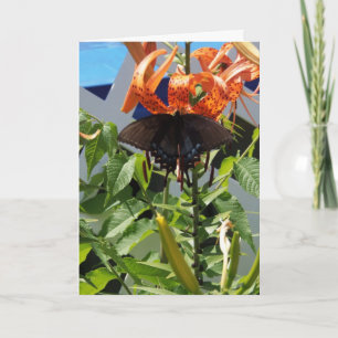 Spicebush Swallowtail/Day Miracles Kaart