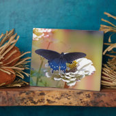 Spicebush Swallowtail Fotoplaat (Zijkant)