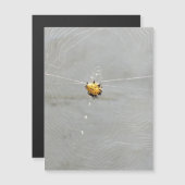 Spider (Voorkant / Achterkant)