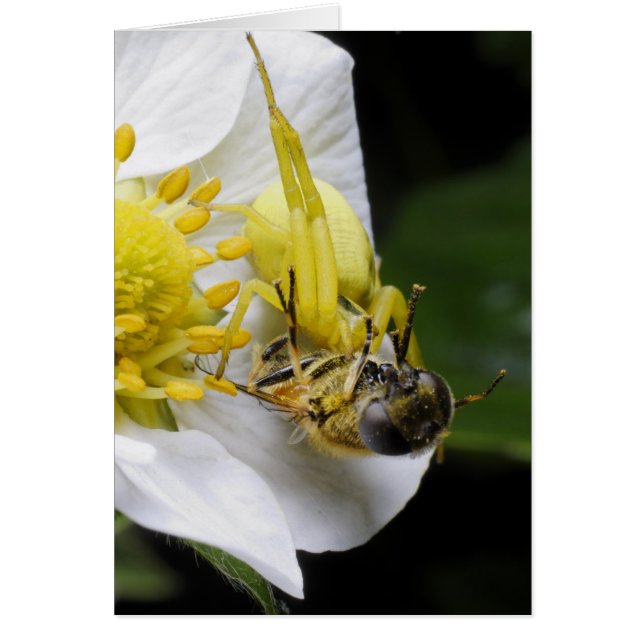 Spider (Voorkant)
