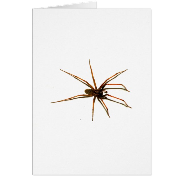 Spider (Voorkant)