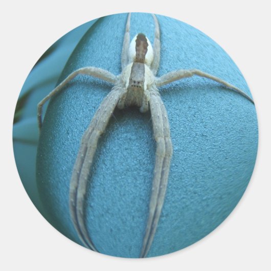 Spider 164 ~ autocollant (Devant)