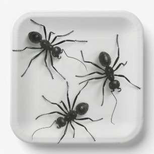 Spider 4-8 kartonnen houders papieren bordje