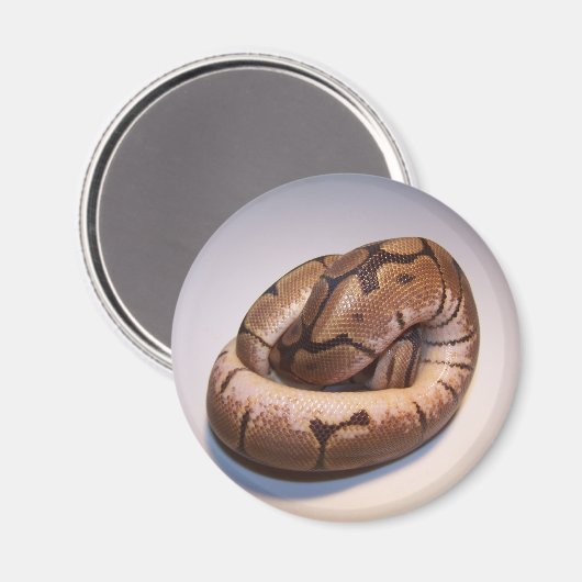 Spider Ball Python Magnet (Recto/Verso)
