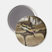 Spider Ball Python Magnet (Recto/Verso)