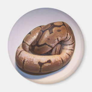 Spider Ball Python Magnet Magneet