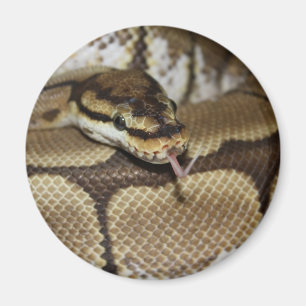 Spider Ball Python Magnet Magneet