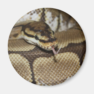 Spider Ball Python Magnet Magneet