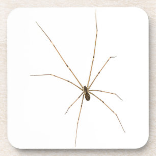 Spider Bier Onderzetter