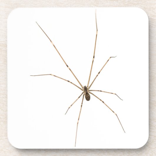 Spider Bier Onderzetter (Voorkant)