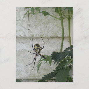 Spider Black Yellow Garden Spiders Foto schrijven Briefkaart
