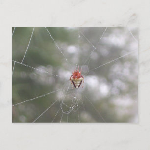 Spider Briefkaart