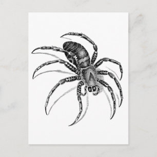 Spider Briefkaart