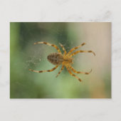 Spider - briefkaart (Voorkant)