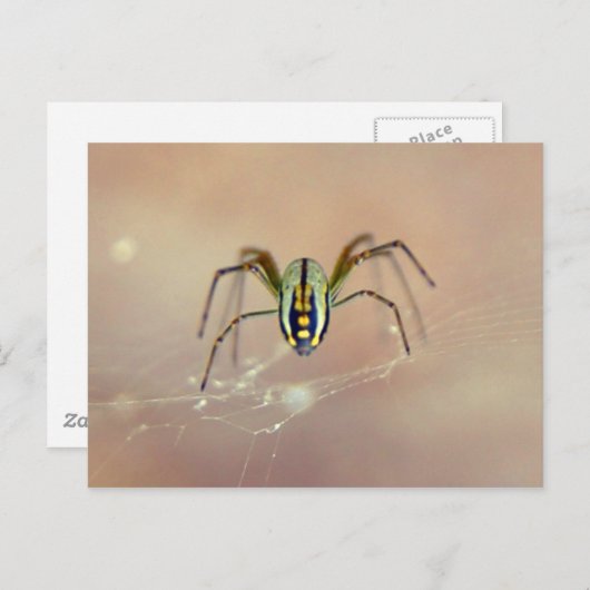 Spider Briefkaart (Voorkant / Achterkant)