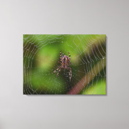 Spider Canvas Afdruk