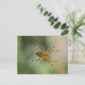 Spider - carte postale (Debout devant)
