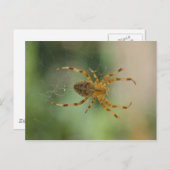 Spider - carte postale (Devant / Derrière)