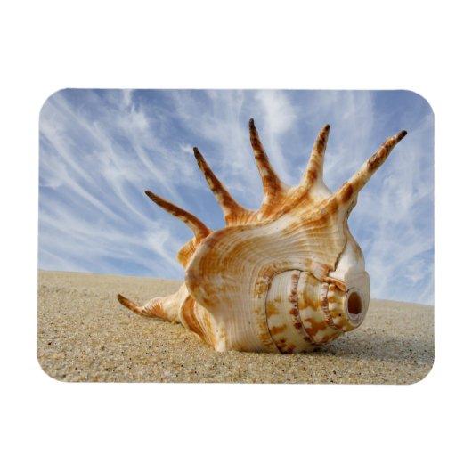 Spider Conch Seashell op zandstrand Magneet (Horizontaal)