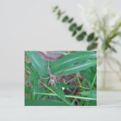 Spider dans la carte postale Smartweed (Debout devant)