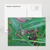 Spider dans la carte postale Smartweed (Devant / Derrière)