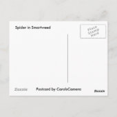 Spider dans la carte postale Smartweed (Dos)