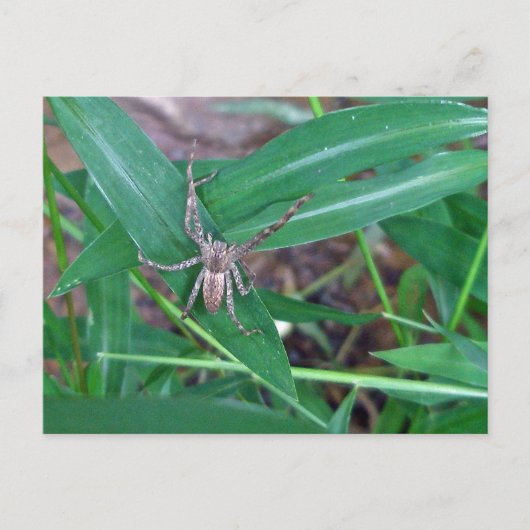 Spider dans la carte postale Smartweed (Devant)
