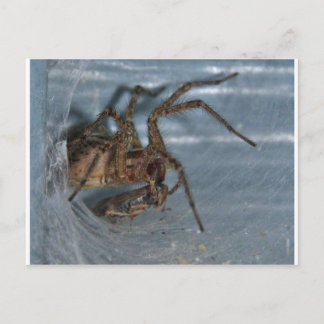Spider Eating Briefkaart