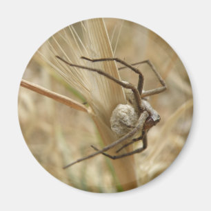 Spider en Egg Sac Magnet Magneet