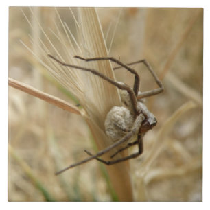 Spider en Egg Sac Tile Tegeltje