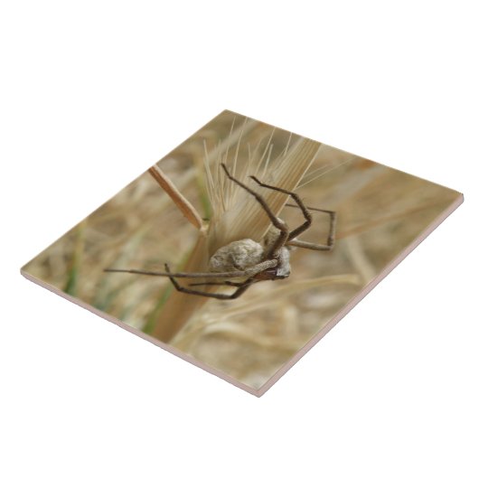 Spider en Egg Sac Tile Tegeltje (Zijkant)