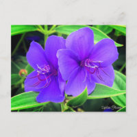 Spider Flower [Briefkaart]